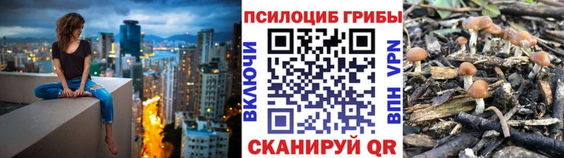 Галлюциногенные грибы Psilocybe  где купить наркотик  Холмск 